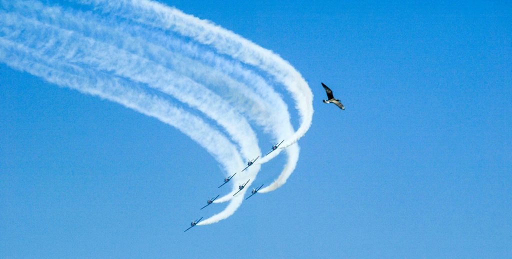 air-show-seagull