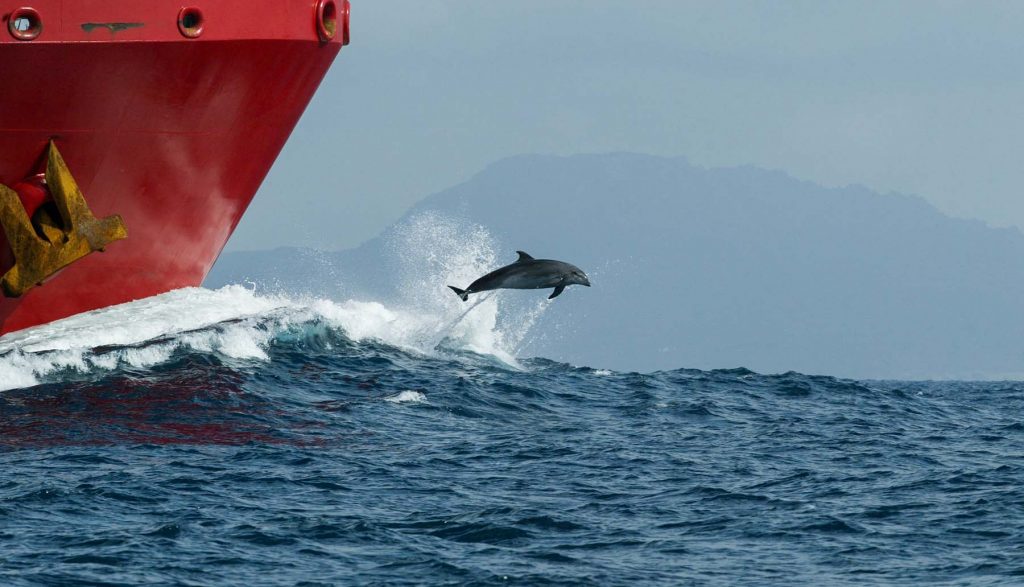 dolphin-gibraltar-strait-