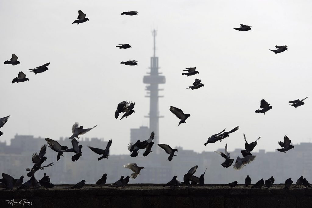 pigeons-silhouettes