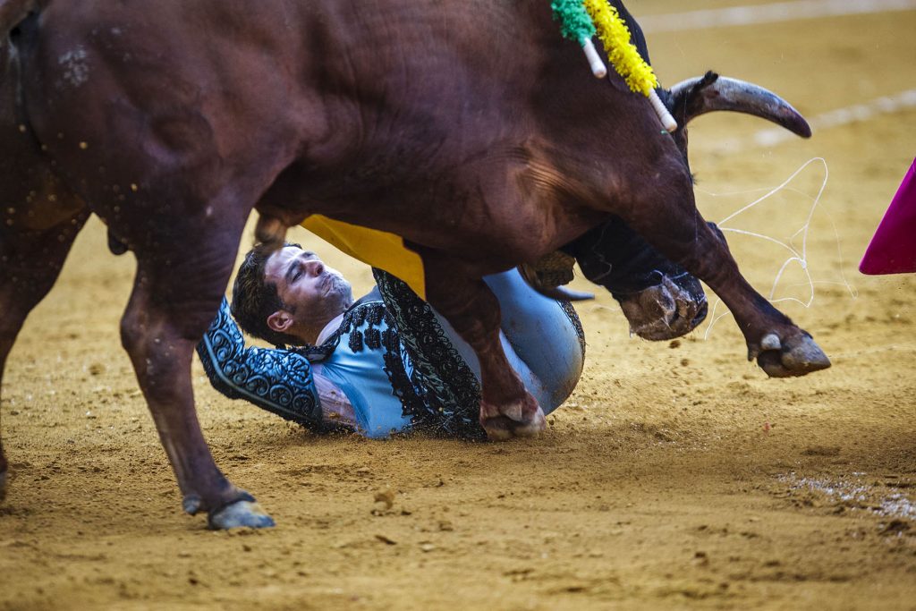Cogida - Temporada de Toros en El Puerto de Santa Maria en  Cadiz, España, 20220518 Foto Diario de Cádiz/Miguel Gomez
