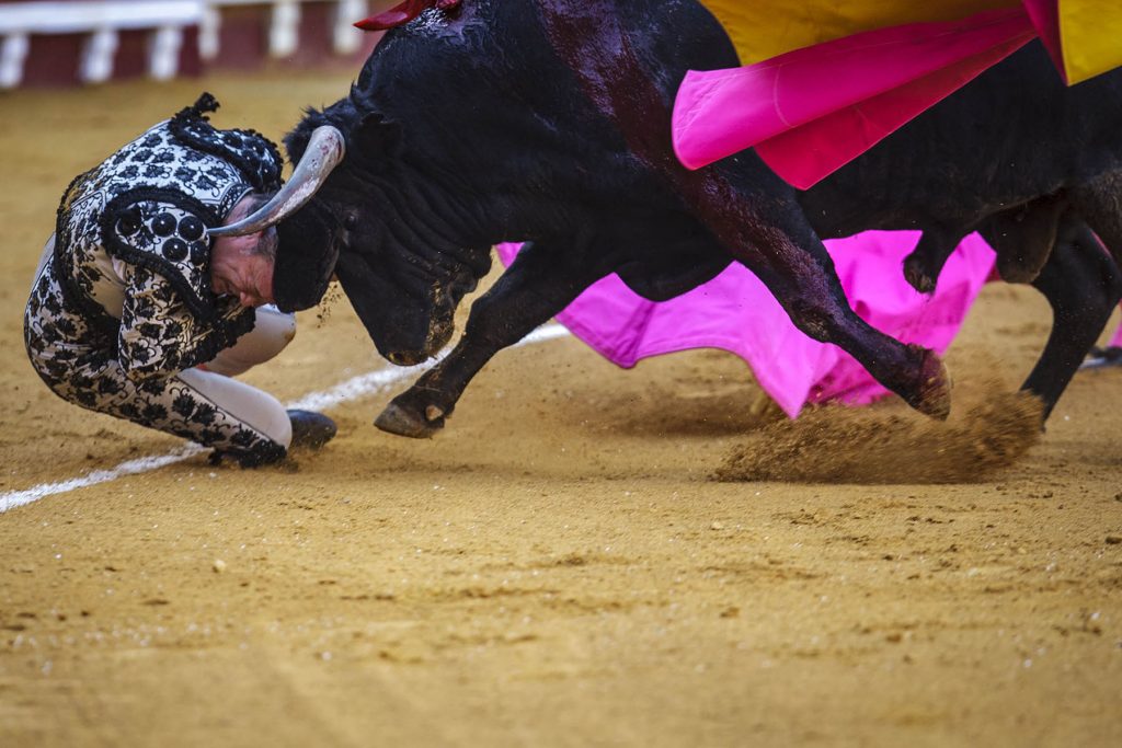 Cogida - Temporada de Toros en El Puerto de Santa Maria en  Cadiz, España, 20220518 Foto Diario de Cádiz/Miguel Gomez