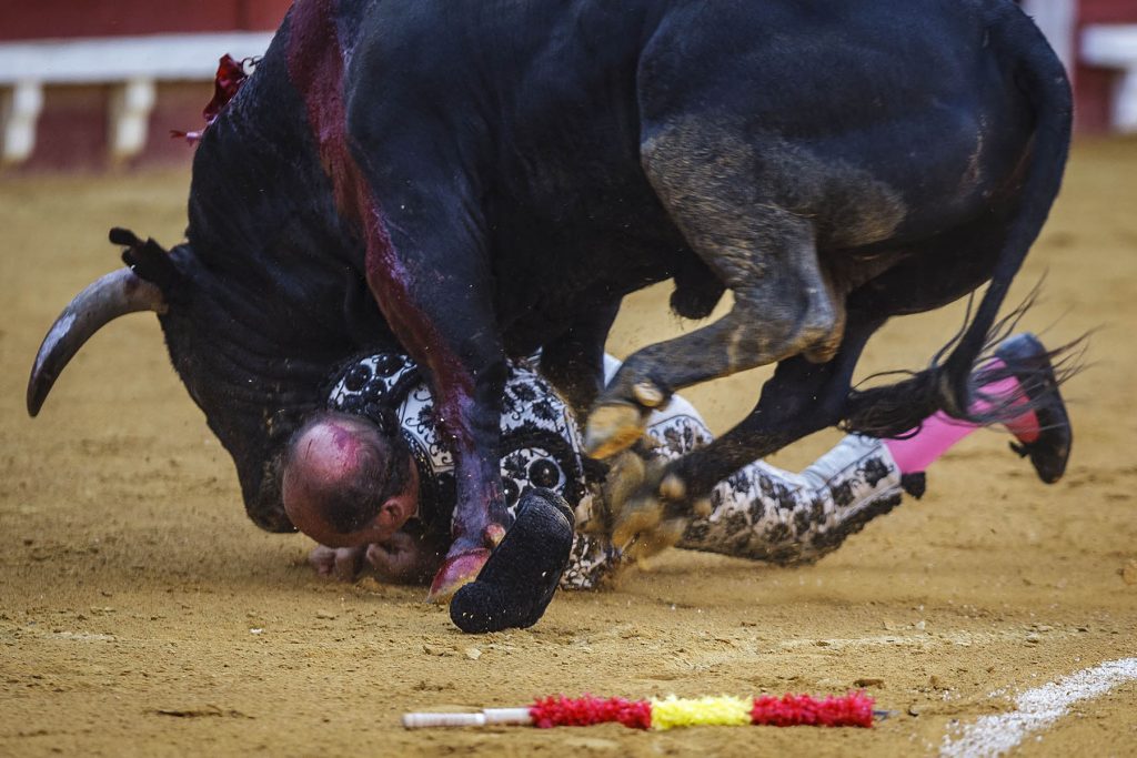 Cogida - Temporada de Toros en El Puerto de Santa Maria en  Cadiz, España, 20220518 Foto Diario de Cádiz/Miguel Gomez