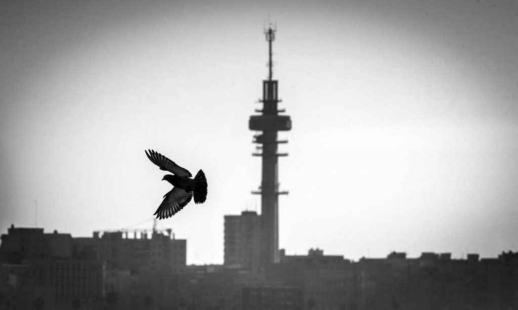 pigeon