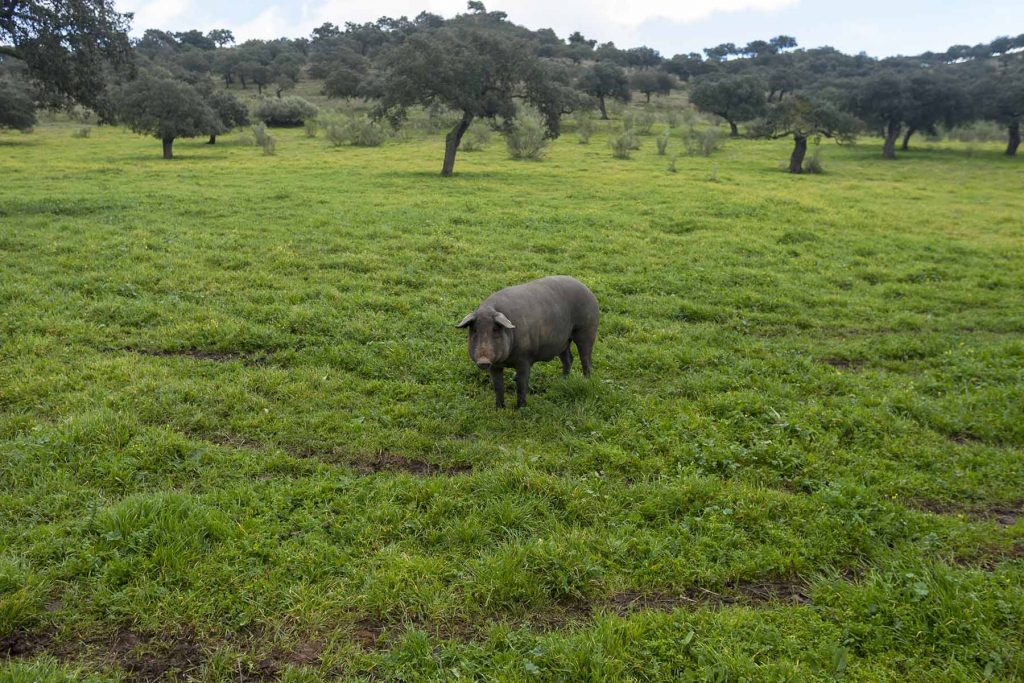 you-are-a-pig
