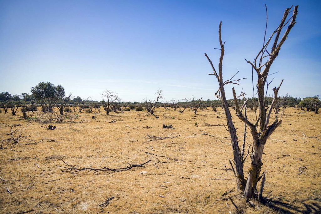 Donana, drought and heat. Drought affected area in the  Donana’s National Park in Huelva, southern Spain on Friday, May 5 in 2023. NRC Photo//Miguel Gomez