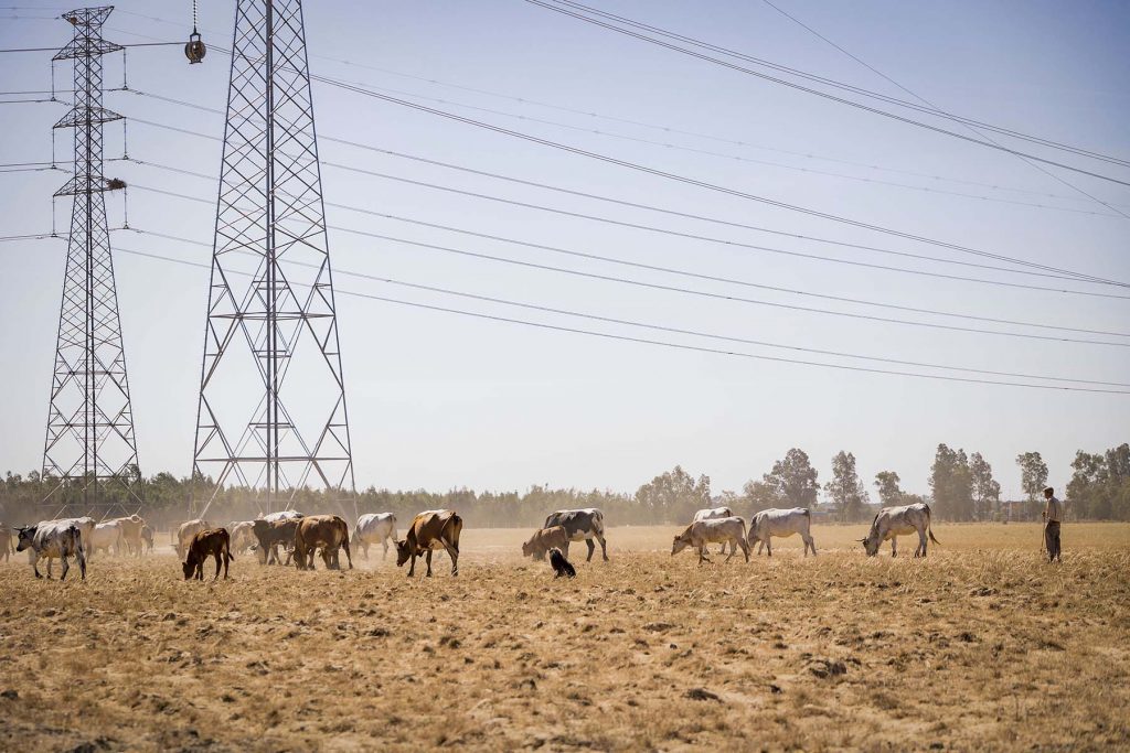 Donana, drought and heat. Cattle grazing near  to the Donana’s National Park in Huelva, southern Spain on Friday, May 5 in 2023. NRC Photo//Miguel Gomez