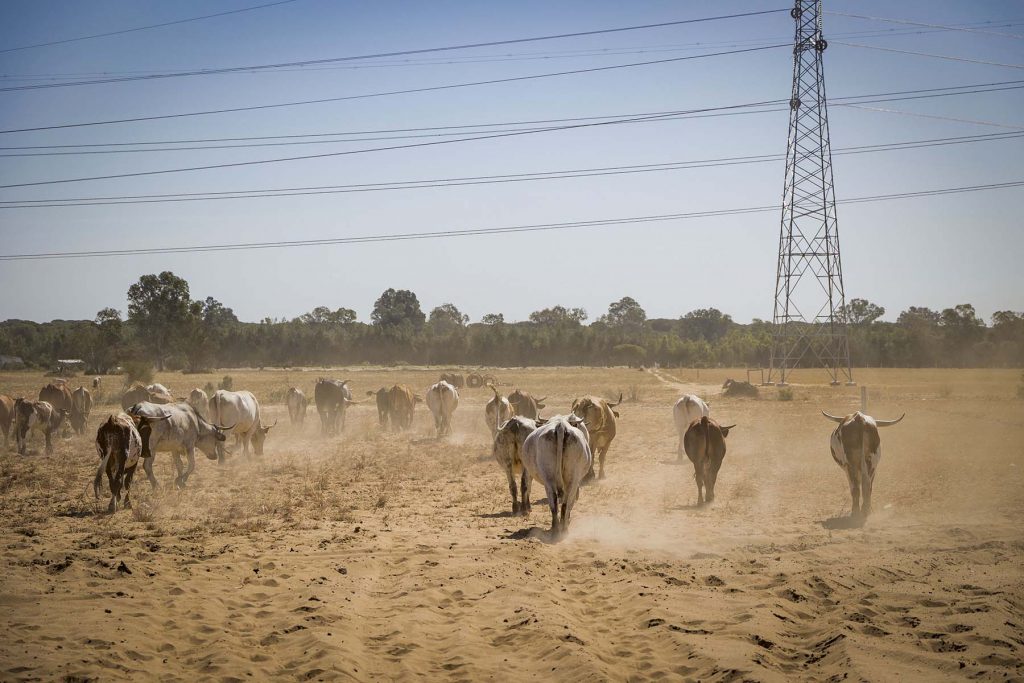 Donana, drought and heat. Cattle grazing near  to the Donana’s National Park in Huelva, southern Spain on Friday, May 5 in 2023. NRC Photo//Miguel Gomez
