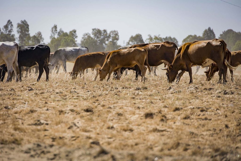 Donana, drought and heat. Cattle grazing near  to the Donana’s National Park in Huelva, southern Spain on Friday, May 5 in 2023. NRC Photo//Miguel Gomez