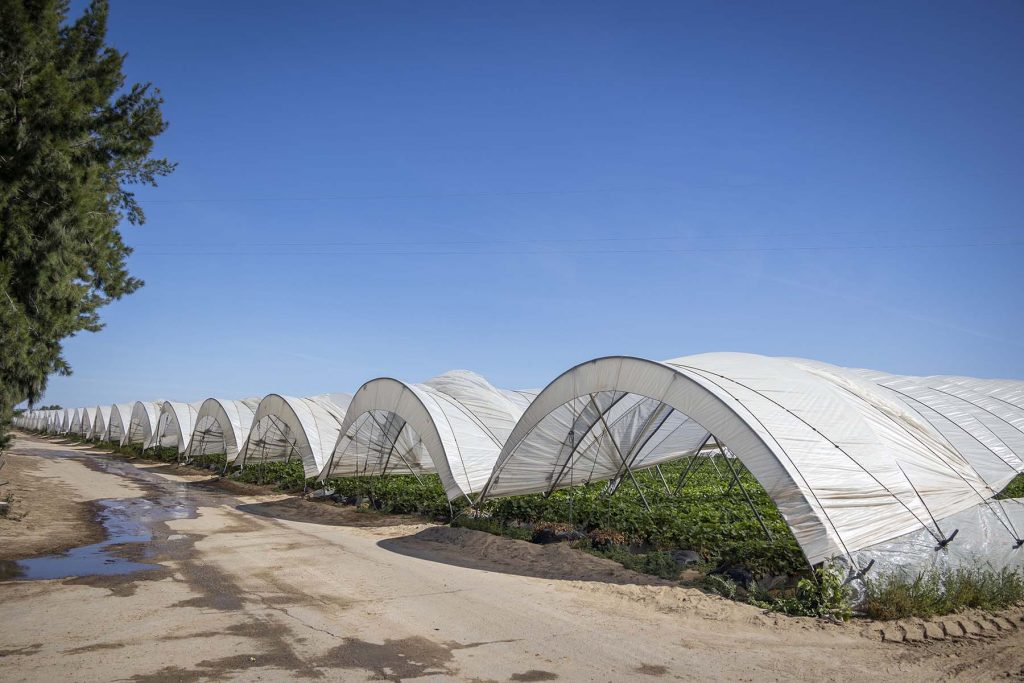Donana, drought and heat. View of greenhouses near  to the Donana’s National Park in Huelva, southern Spain on Friday, May 5 in 2023. NRC Photo//Miguel Gomez