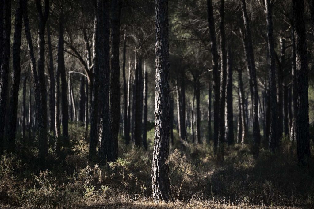 Donana, drought and heat. Trees in the Donana’s National Park in Huelva, southern Spain on Friday, May 5 in 2023. NRC Photo//Miguel Gomez