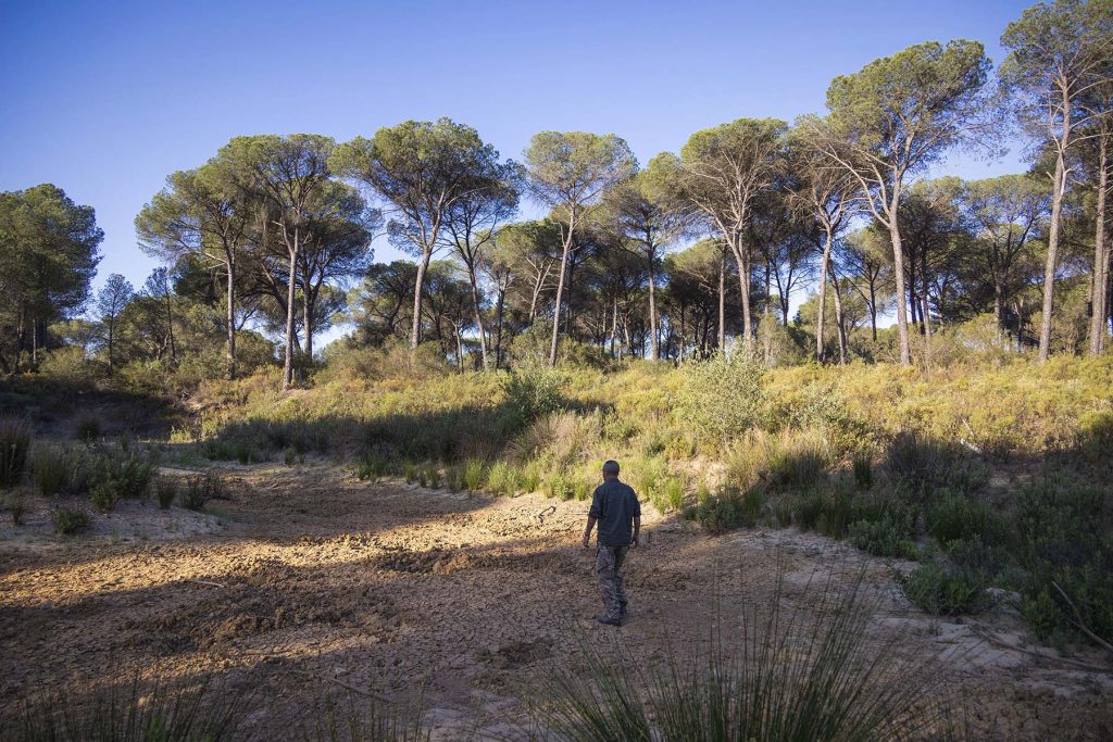 Donana, drought and heat. Luis Bejarano, president of The Happy Donkey Association walks across the Lynx’s Lagoon next to holes made by wild boars in search of water in the Donana’s National Park near to Hinojos, Huelva, southern Spain, Friday, May. 5, 2023. Lynx’s Lagoon was restored in 2017 through an agreement between the Andalusian Government and the Dutch multinational Heineken with the collaboration of the Hinojos City Council but today it looks completely dry. NRC Photo//Miguel Gomez