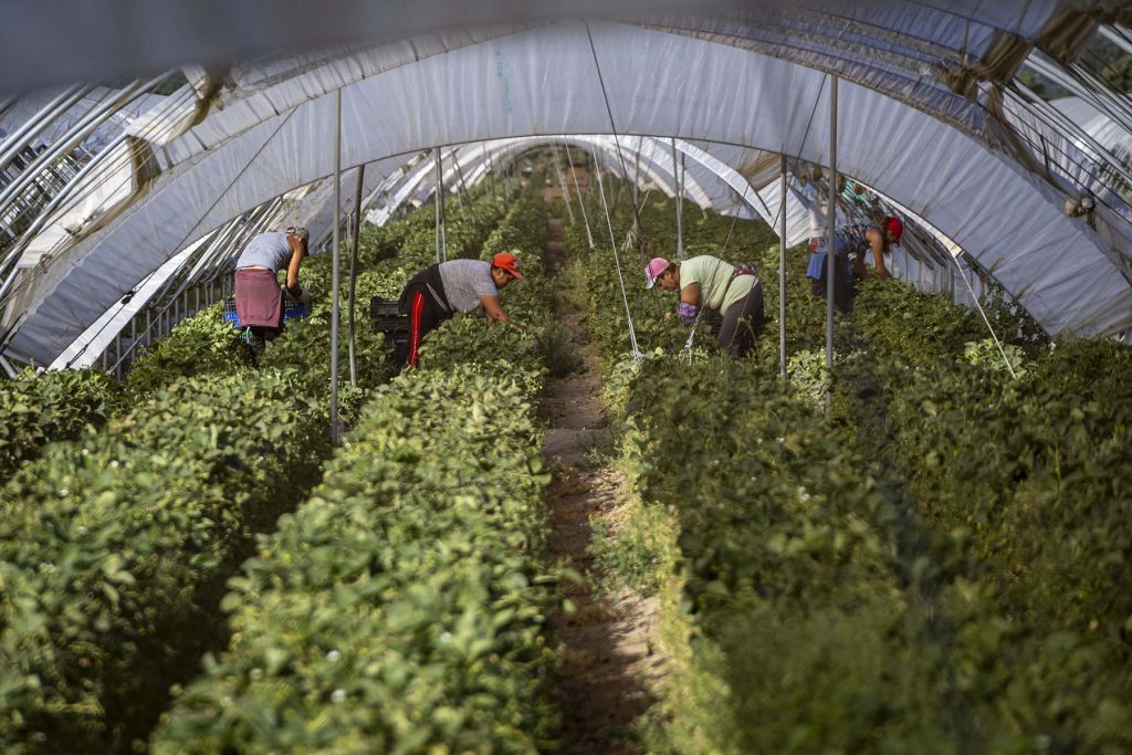 Donana, drought and heat. Mostly Moroccan women pick strawberries in greenhouses located on the edge of the  Donana’s National Park near to El Rocio, Huelva, southern Spain on Friday, May 5 in 2023. Many experts and environmental groups place the current drought crisis as the origin of strawberry production. NRC Photo//Miguel Gomez