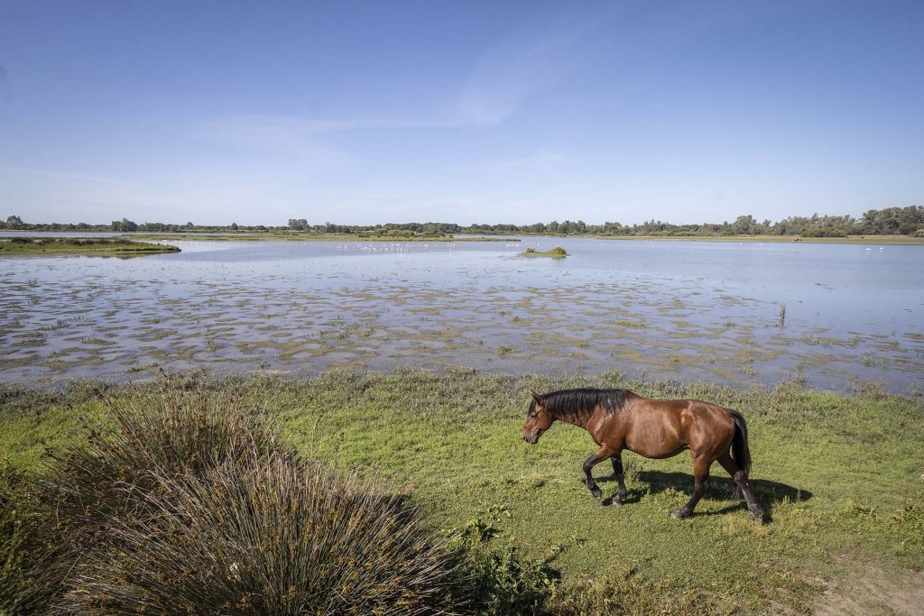 Donana, drought and heat. El Charco de la Boca (The Puddle of the Mouth) in the Donana’s National Park in El Rocio, Huelva, southern Spain on Friday, May 5 in 2023. NRC Photo//Miguel Gomez