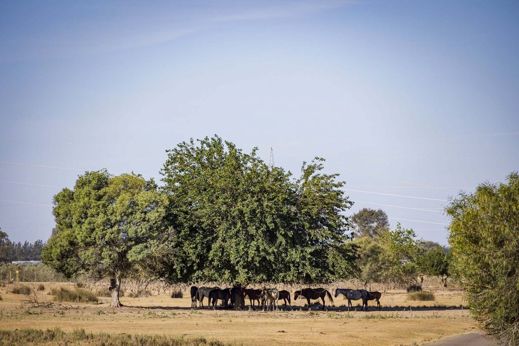 Donana, drought and heat. Some horses protecting from the sun under a tree in the Donana’s National Park near to Hinojos, Huelva, southern Spain on Friday, May 5 in 2023. NRC Photo//Miguel Gomez