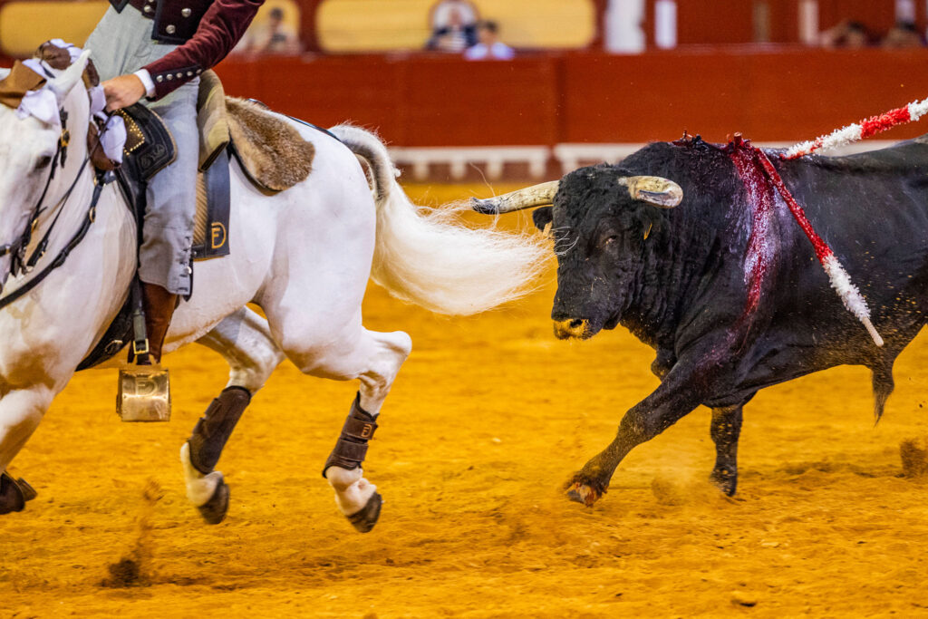 Rejones en El Puerto De Santa Maria, España, 20260808. Foto/Miguel Gómez