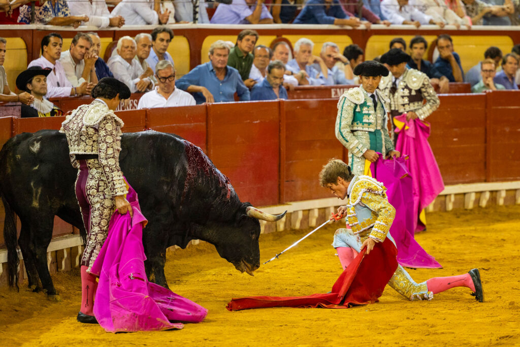 Toros en El Puerto De Santa Maria, España, 20260809. Foto/Miguel Gómez