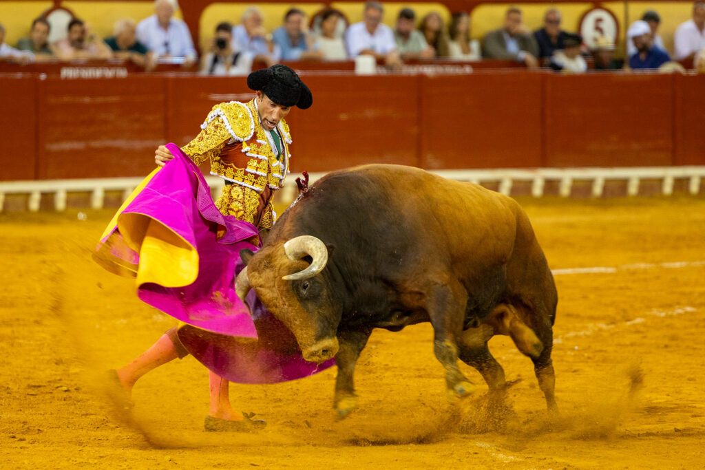 Toros en El Puerto De Santa Maria, España, 20260809. Foto/Miguel Gómez