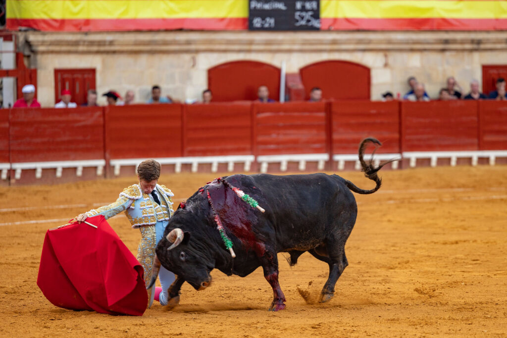 Toros en El Puerto De Santa Maria, España, 20260809. Foto/Miguel Gómez
