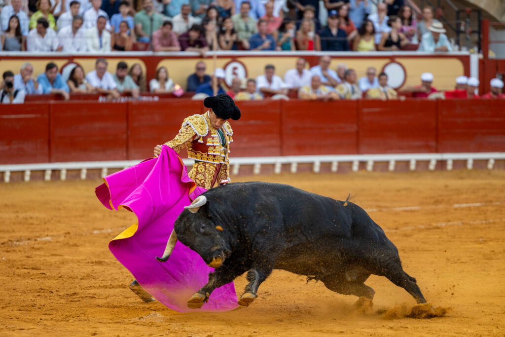 Toros en El Puerto De Santa Maria, España, 20260809. Foto/Miguel Gómez