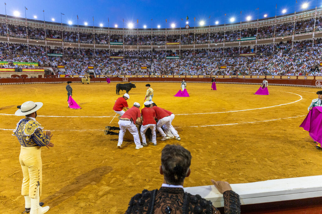 Toros en El Puerto De Santa Maria, España, 20260809. Foto/Miguel Gómez